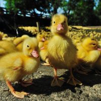 a bunch of yellow ducklings