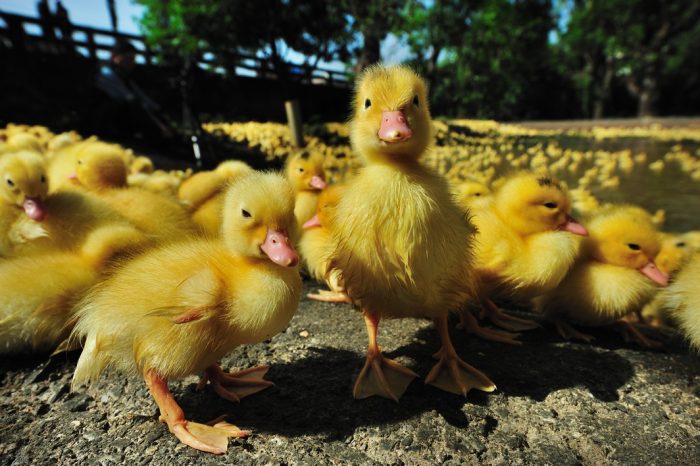 a bunch of yellow ducklings