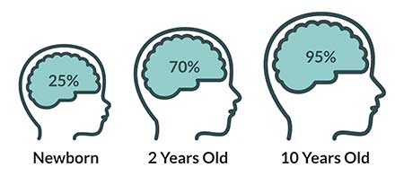 A newborn's brain volume is 25% of an adult's.