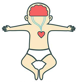 Bloodflow to the brain of a napping baby