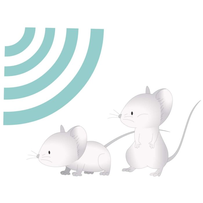 Rats hearing white noise.