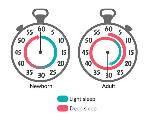 Stopwatches showing that newborns divide a sleep cycle equally between deep and light sleep. Adults spend 75% in deep and 25% in light.